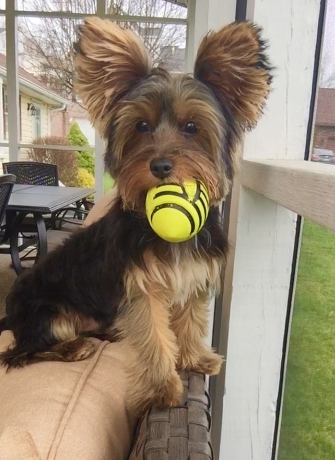 Roscoe - Yorkshire Terrier Puppy For Sale Premier Pups Roscoe - Yorkshire Terrier Puppy For Sale Premier Pups