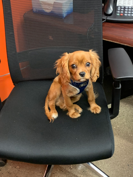 Energetic Cavalier King Charles Spaniel Pup in