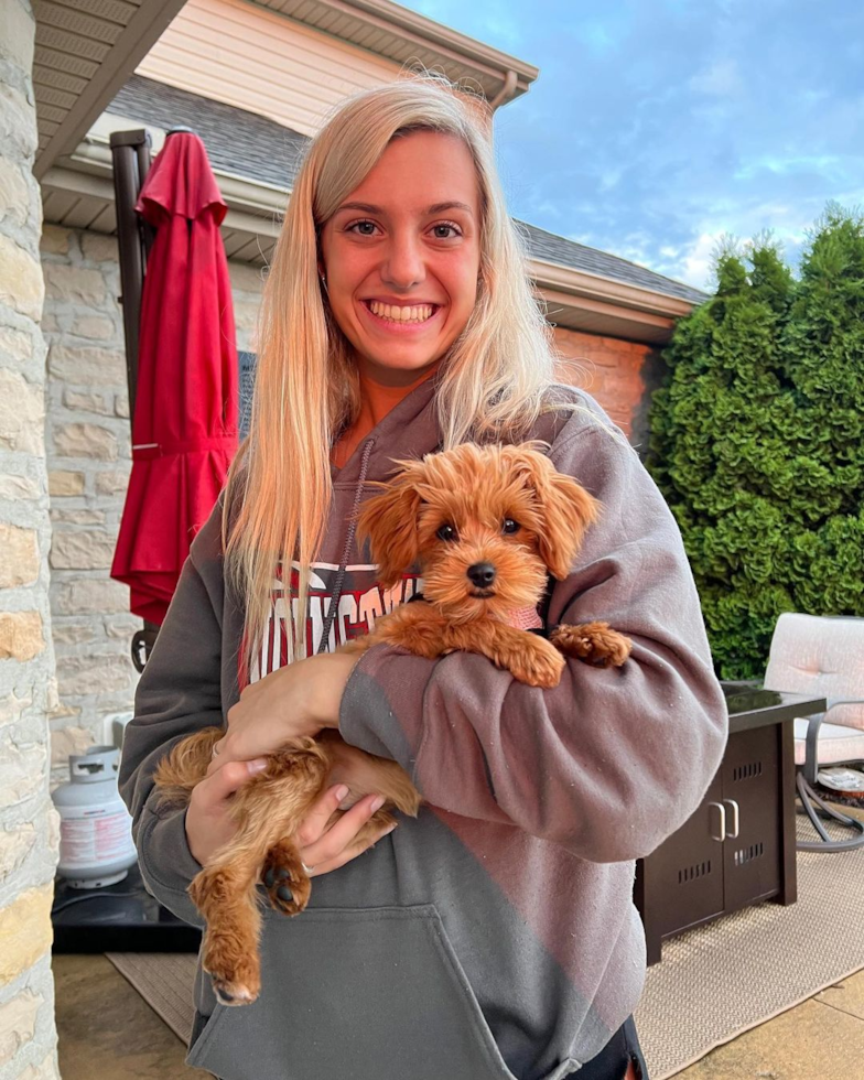 Johnstown Cavapoo Pup