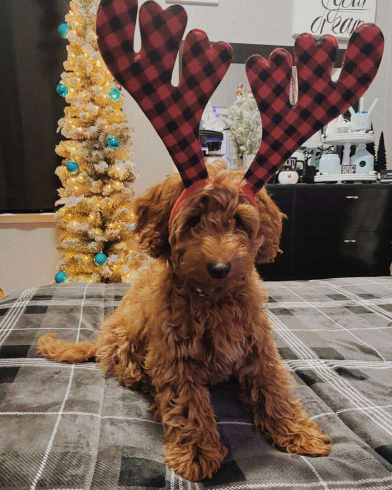 Happy Mini Goldendoodle Pup in Sparks NV