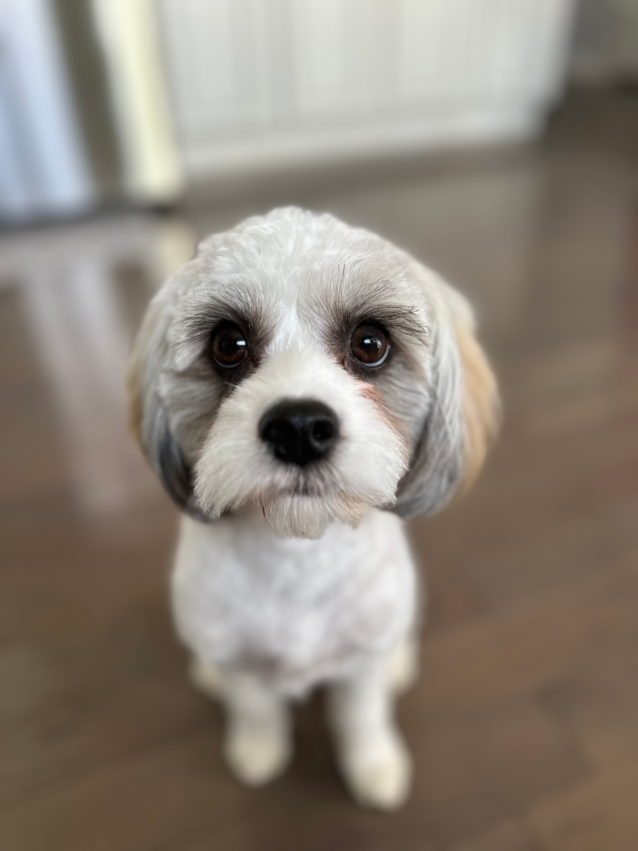 Premier Pups Reviews