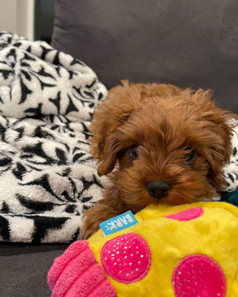 Small Cavapoo Pup in Bothell WA