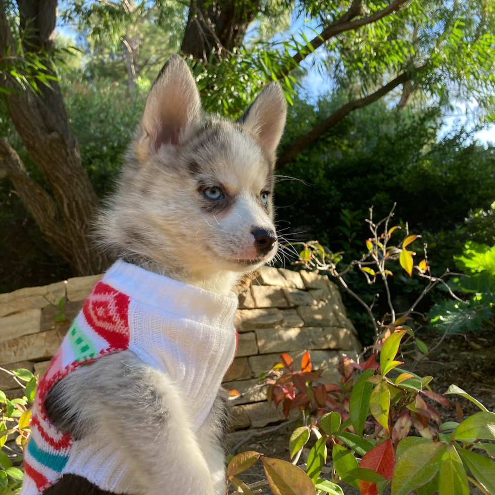 Cute Pomsky Pup in Beverly Hills CA