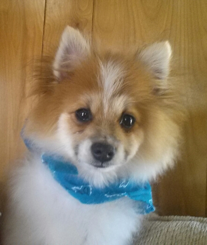 R.J. - Pomeranian Puppy For Sale Premier Pups R.J. - Pomeranian Puppy For Sale Premier Pups