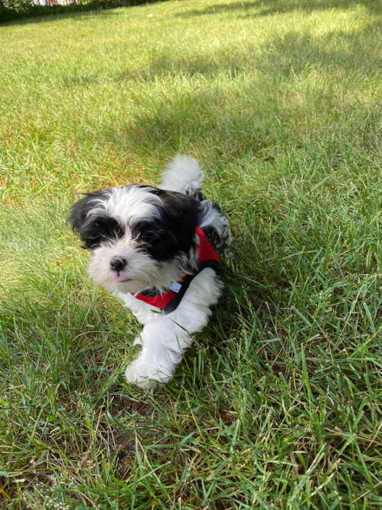 Manchester Teddy Bear Pup