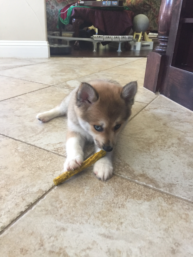 Kuzco - Pomsky Puppy For Sale Premier Pups Kuzco - Pomsky Puppy For Sale Premier Pups