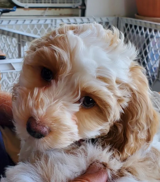 Cute Cockapoo Pup in