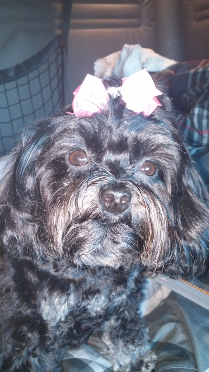 "Happy 3rd. Birthday! PEBBLES - Yorkie Poo Puppy For Sale Premier Pups "Happy 3rd. Birthday! PEBBLES - Yorkie Poo Puppy For Sale Premier Pups