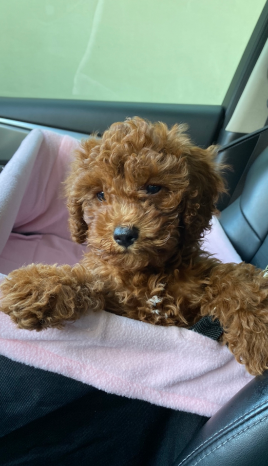 Cavapoo