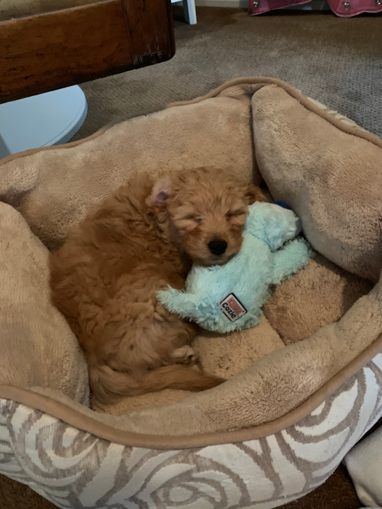 Mini Goldendoodle Being Cute