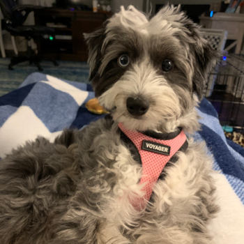 Havana, a Mini Aussiedoodle puppy from Palmyra PA Havana, a Mini Aussiedoodle puppy from Palmyra PA