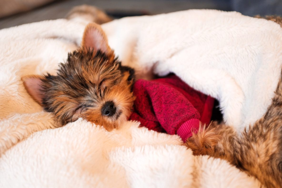 Energetic Yorkshire Terrier Pup in New York NY