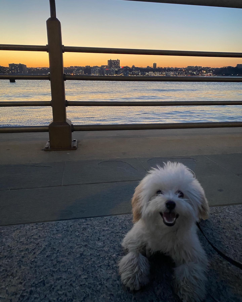 Happy Maltipoo Pup in New York NY