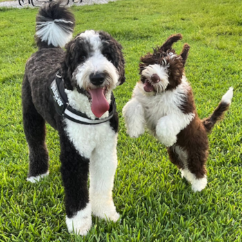 MONOPOLY, a Portuguese Water Dog puppy from Lantana FL