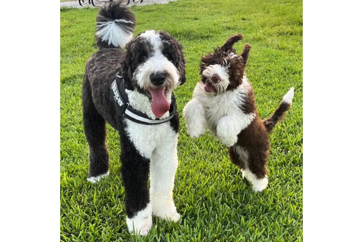 Popular Portuguese Water Dog Baby