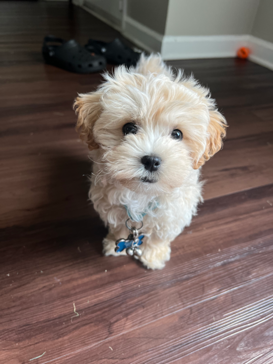 Happy Maltipoo Pup in