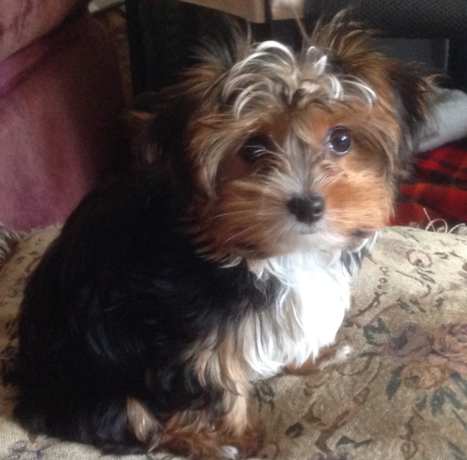 Enzo (formerly Neymar) - Yorkshire Terrier Puppy For Sale Premier Pups Enzo (formerly Neymar) - Yorkshire Terrier Puppy For Sale Premier Pups