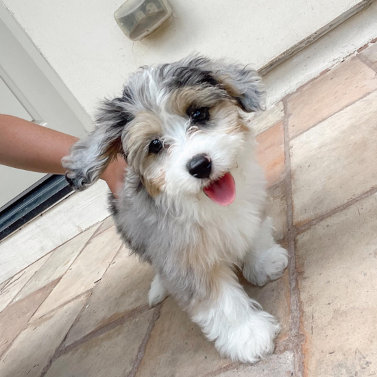 Cute Mini Aussiedoodle Pup