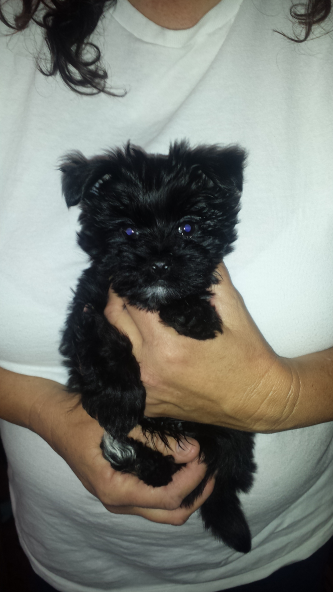 Sampson (9 weeks) - Morkie Puppy For Sale Premier Pups Sampson (9 weeks) - Morkie Puppy For Sale Premier Pups