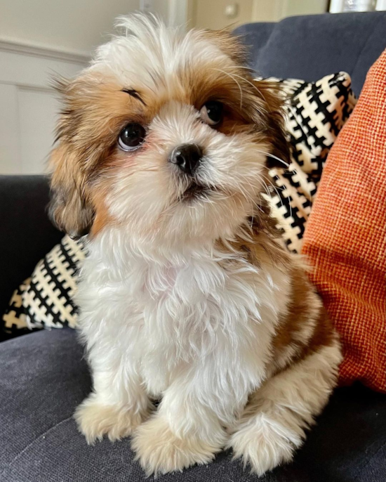 Hypoallergenic Shih Tzu Pup