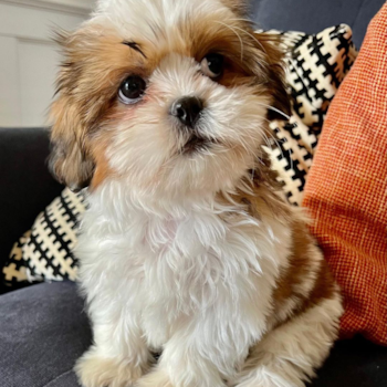 Gillbert, a Shih Tzu puppy from Van Nuys CA