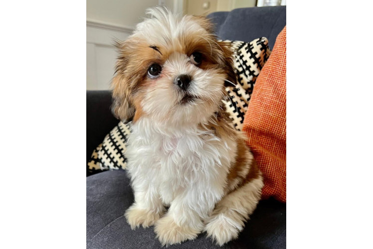 Meet Gillbert - our Shih Tzu Puppy Photo 1/3 - Premier Pups