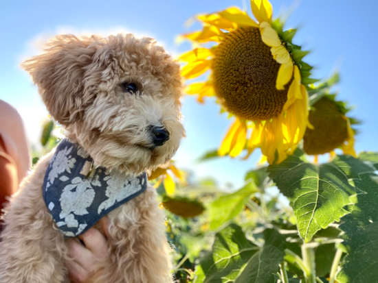 Cute Poochon Pup in