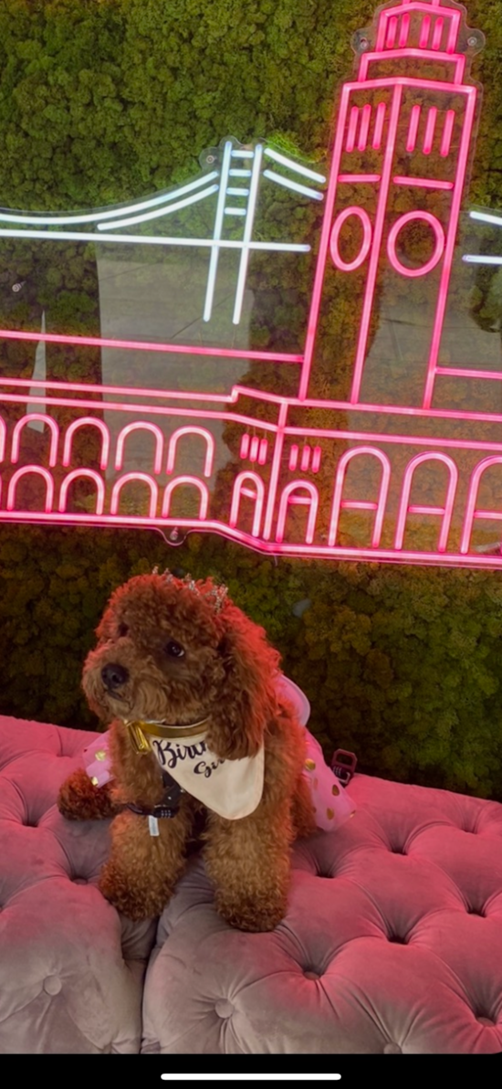 Cavapoo