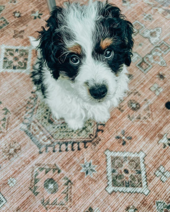 Fluffy Mini Bernedoodle Poodle Mix Pup