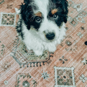 Bowie, a Mini Bernedoodle puppy from Chicago IL