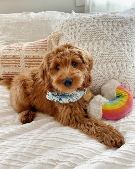 Little Golden Retriever Poodle Mix Pup