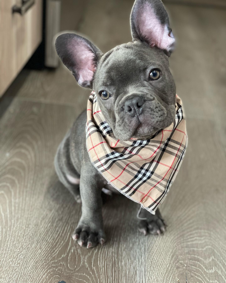 Adorable Frenchie Purebred Pup