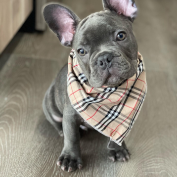 Louie V, a French Bulldog puppy from Miramar FL