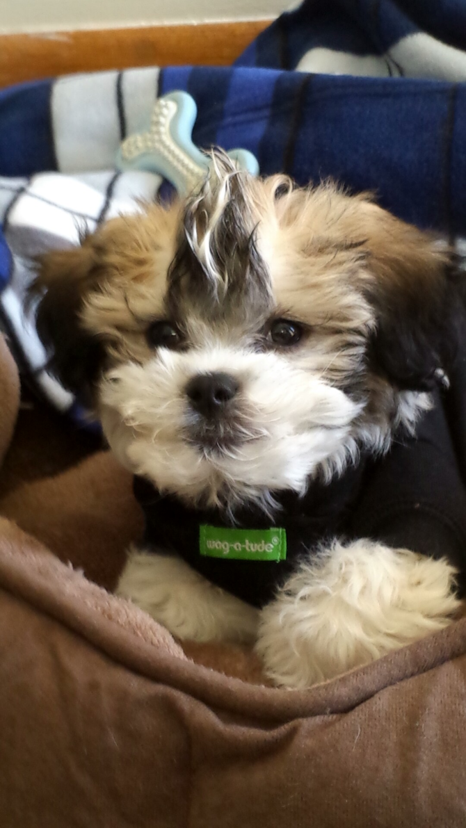 Logan - Teddy Bear Puppy For Sale Premier Pups Logan - Teddy Bear Puppy For Sale Premier Pups