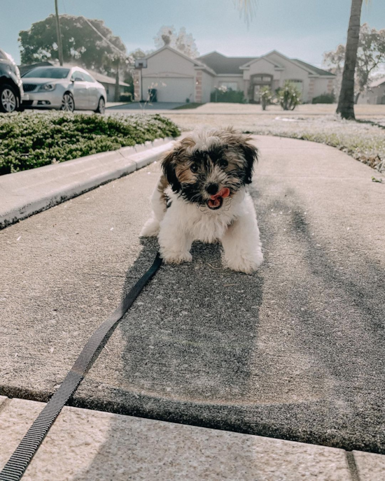 Akc Registered Havanese Pup