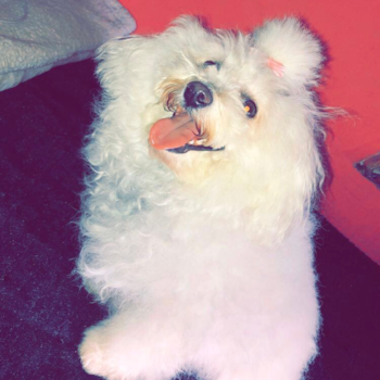 Minne Curley, a Bichon Frise puppy from Revere, Massachusetts Minne Curley, a Bichon Frise puppy from Revere, Massachusetts