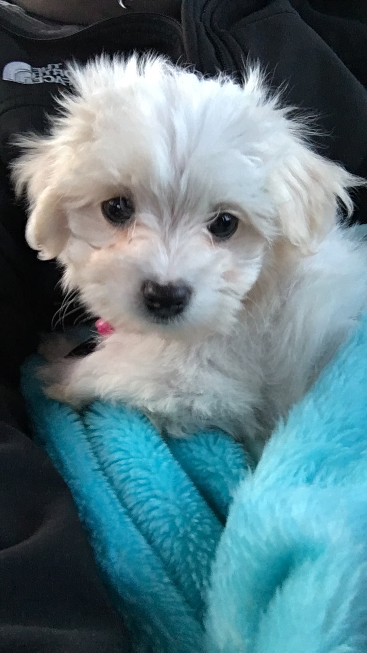 Pomsky, Yorkie, Mini Goldendoodle, Cavapoo, Morkie puppies