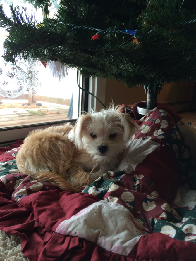 Lucy - Morkie Puppy For Sale Premier Pups Lucy - Morkie Puppy For Sale Premier Pups