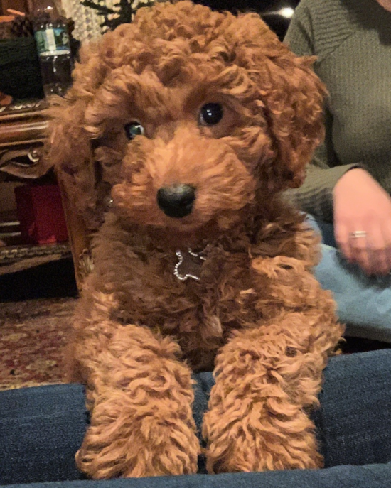 Sweet Mini Goldendoodle Pup in Bay Village OH