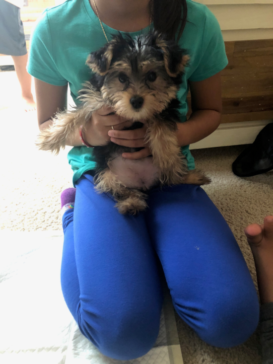 Fluffy Yorkshire Terrier Pup in Windsor Colorado
