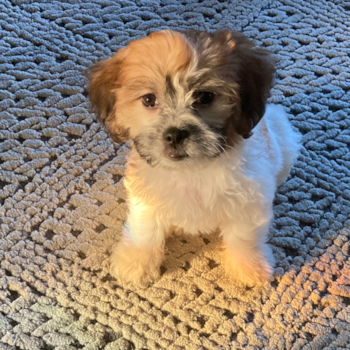 Chica, a Teddy Bear puppy from Lake Orion, MI Chica, a Teddy Bear puppy from Lake Orion, MI