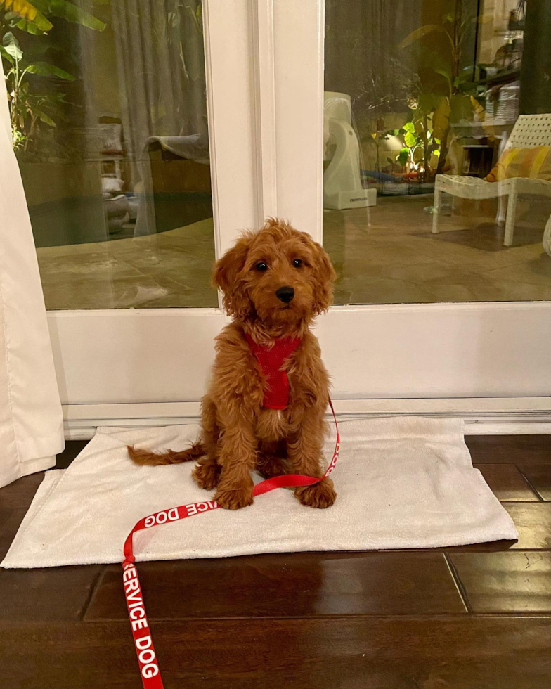 Small Mini Goldendoodle Pup in Glendale CA
