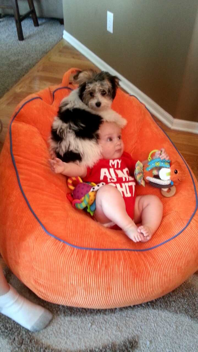 Tucker - Parti Morkie Puppy For Sale Premier Pups Tucker - Parti Morkie Puppy For Sale Premier Pups