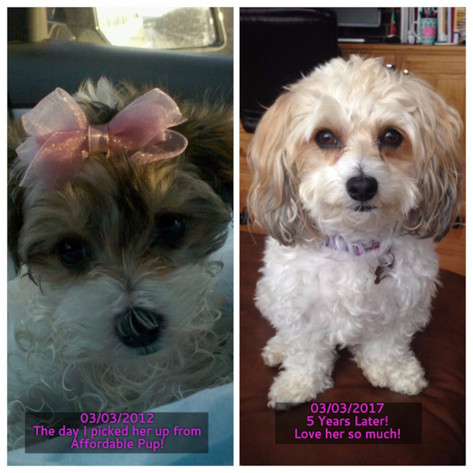 Baylee - Morkie Puppy For Sale Premier Pups Baylee - Morkie Puppy For Sale Premier Pups