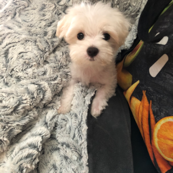 DOLLY, a Maltese puppy from Baltimore MD