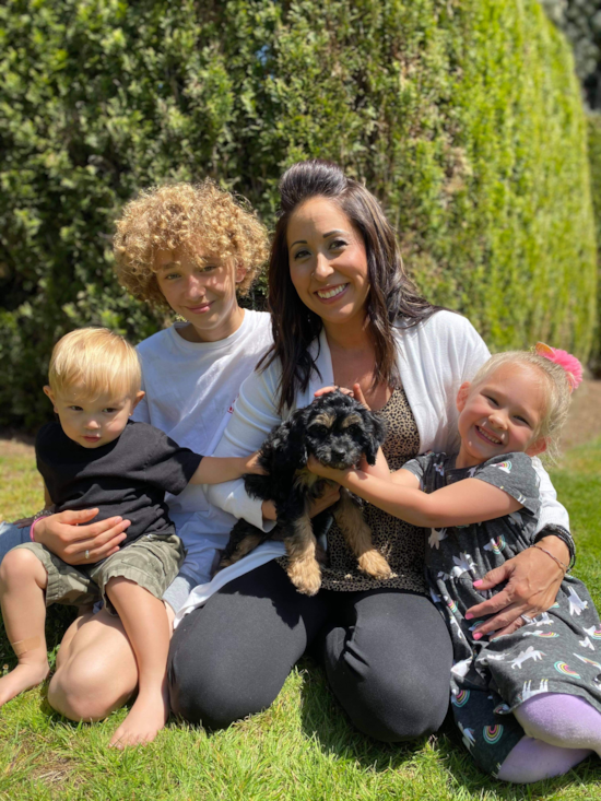 Sweet Cavapoo Pup in