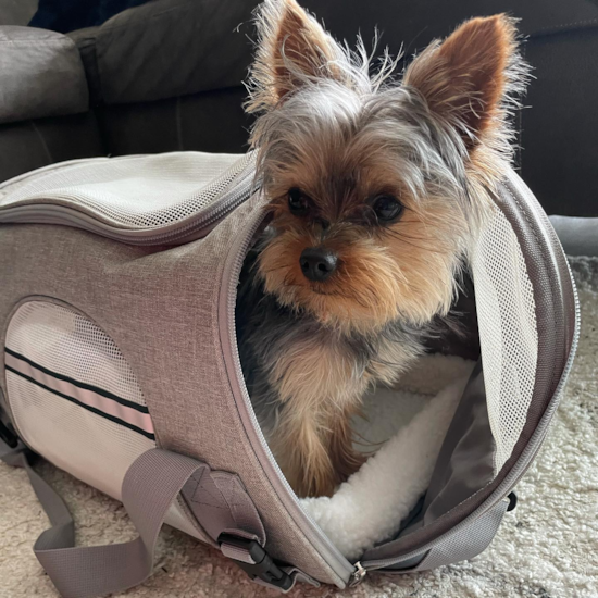 Pittsburgh Yorkshire Terrier Pup