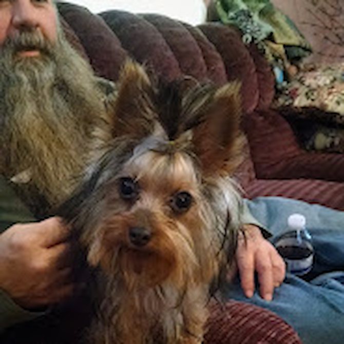 TINA'S LIL ELVIS - Yorkshire Terrier Puppy For Sale Premier Pups TINA'S LIL ELVIS - Yorkshire Terrier Puppy For Sale Premier Pups