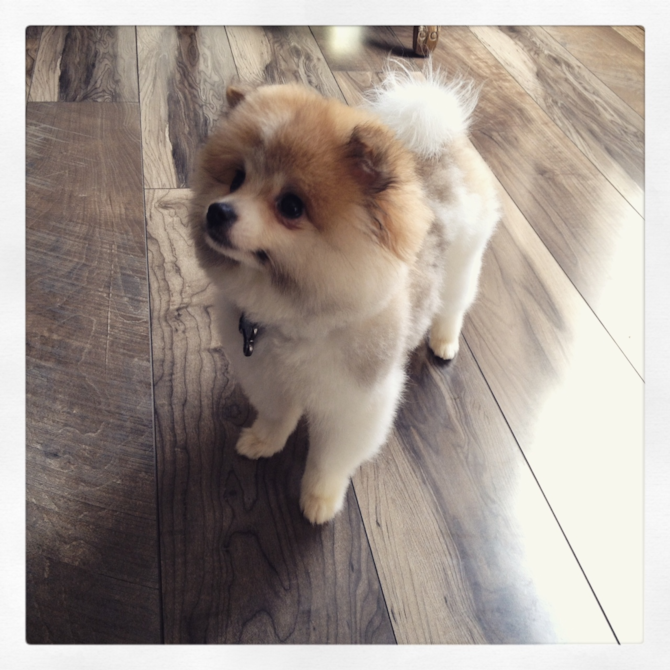 Milo - Pomeranian Puppy For Sale Premier Pups Milo - Pomeranian Puppy For Sale Premier Pups