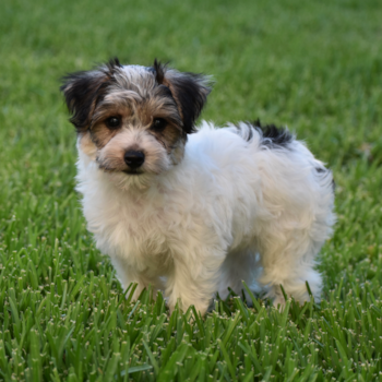 CHRISTIAN, a Yorkie Chon puppy from Aliquippa PA